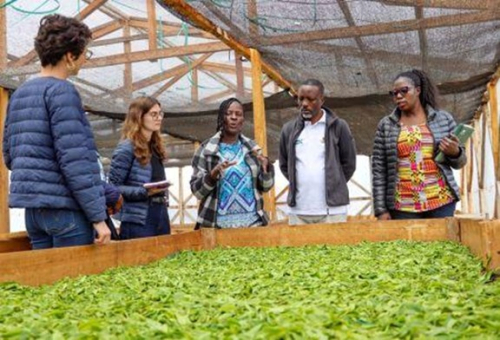 Qu&ecirc;nia explora a possibilidade de obter indica&ccedil;&atilde;o geogr&aacute;fica para o ch&aacute;