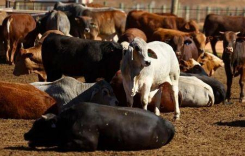 Nam&iacute;bia preocupa-se com a propaga&ccedil;&atilde;o da febre aftosa na &Aacute;frica Austral