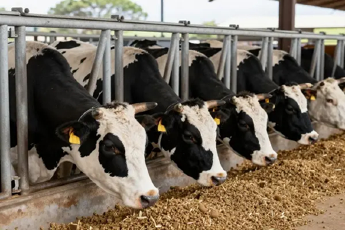 Alimenta&ccedil;&atilde;o animal: &Aacute;frica, motor do crescimento mundial em 2025 (Alltech)