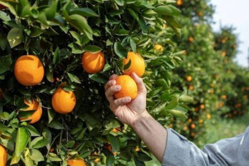 Laranja: a Tun&iacute;sia quer mais do que duplicar as suas exporta&ccedil;&otilde;es para Fran&ccedil;a em 2025/2026
