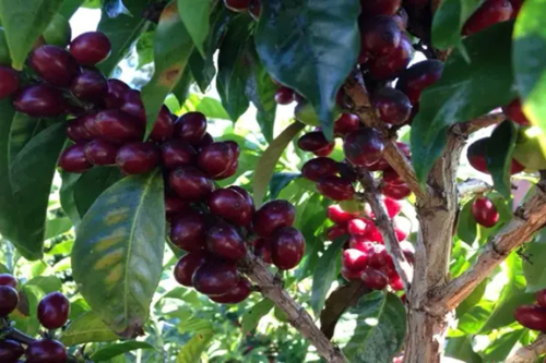 A Eti&oacute;pia quer tornar o caf&eacute; especial um impulsionador de competitividade para exporta&ccedil;&atilde;o