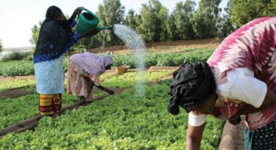 Mali: a Soci&eacute;t&eacute; financi&egrave;re internationale prepara um financiamento de 15 milh&otilde;es de d&oacute;lares para o setor agroindustrial