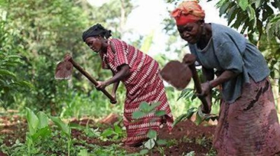 rdc-reino-unido-e-a-sfi-injetam-3-1-milhoes-de-dolares-para-financiar-as-pme-agricolas