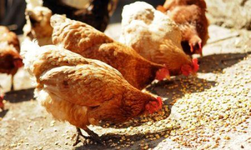 a-costa-do-marfim-regista-um-novo-foco-de-gripe-aviaria-apos-cinco-anos-de-acalmia