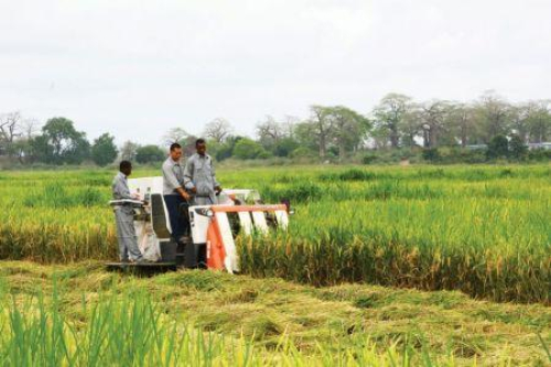Angola aposta novamente na produ&ccedil;&atilde;o local perante uma forte depend&ecirc;ncia alimentar