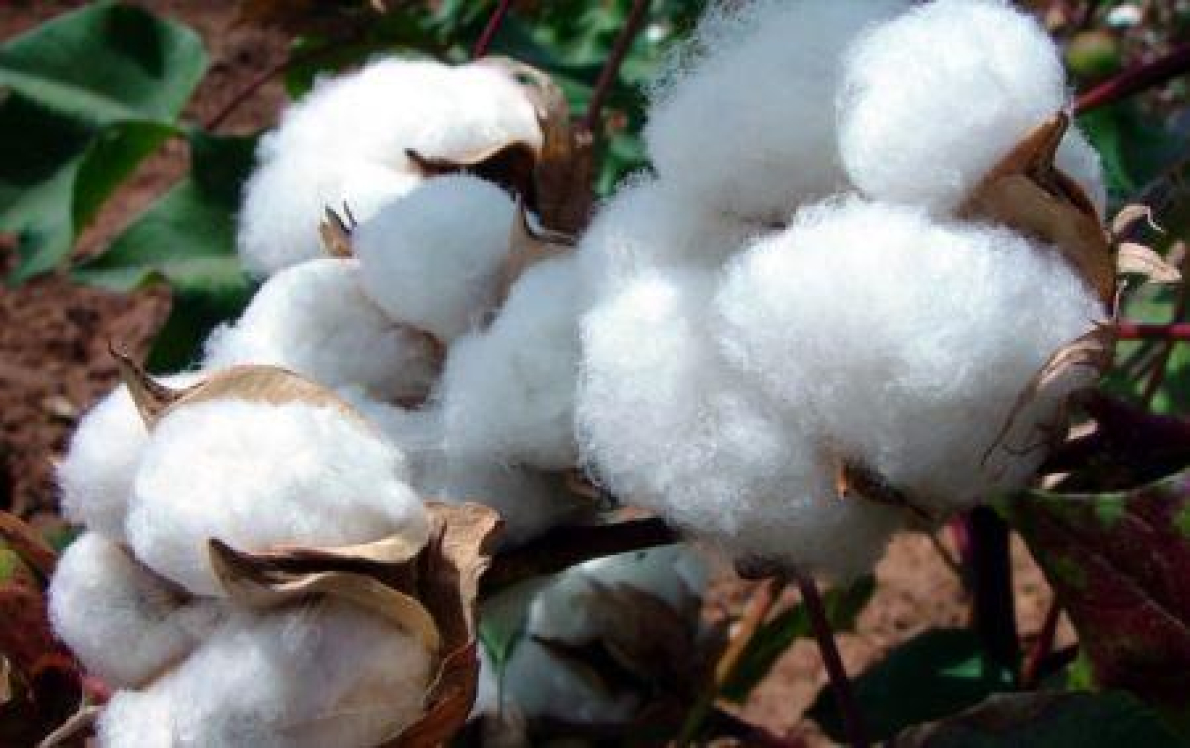 Mali prev&ecirc; um crescimento superior a 50% na produ&ccedil;&atilde;o de algod&atilde;o em 2026/2027