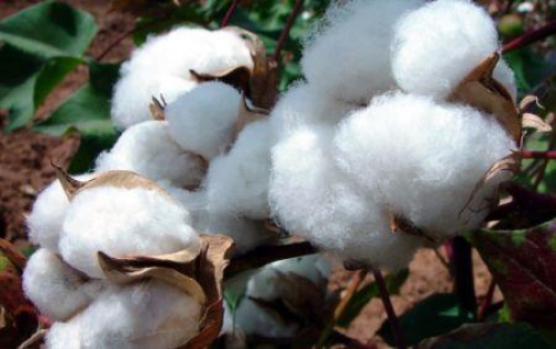 Mali prev&ecirc; um crescimento superior a 50% na produ&ccedil;&atilde;o de algod&atilde;o em 2026/2027