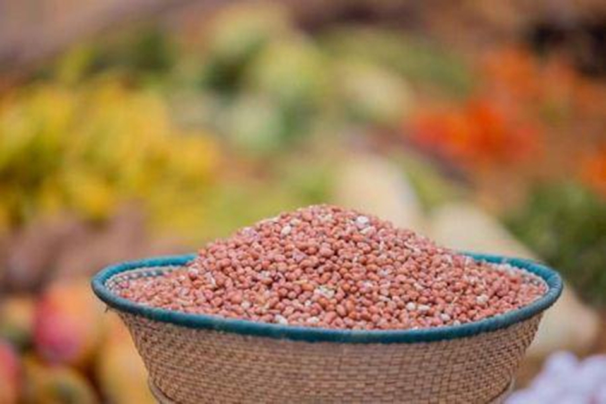 Amendoim: o Senegal suprime a taxa de exporta&ccedil;&atilde;o para a campanha 2025/2026