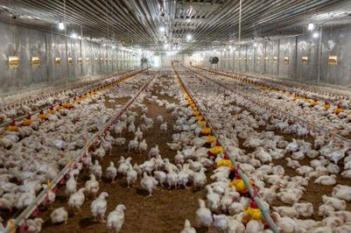 avicultura-sul-africana-uma-industria-demasiado-competitiva-para-ser-protegida