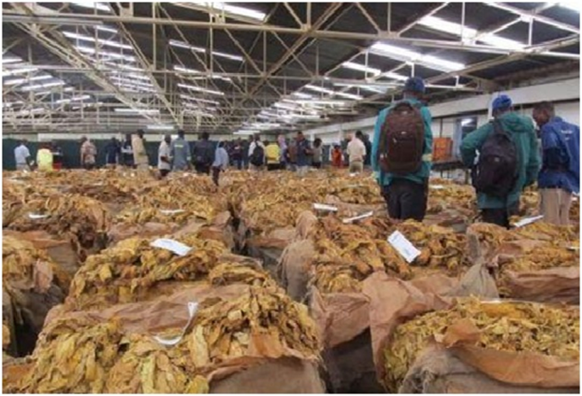 Malawi: exporta&ccedil;&otilde;es de tabaco rendem 540 milh&otilde;es de d&oacute;lares em 2025, um recorde