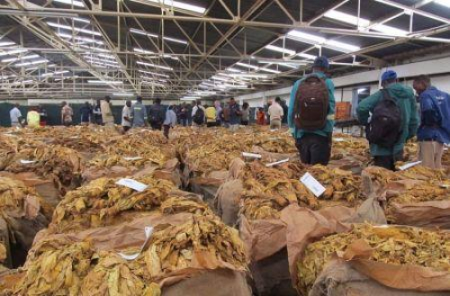 Tabaco: Zimbabu&eacute; anuncia in&iacute;cio da campanha 2025/2026 em mar&ccedil;o pr&oacute;ximo