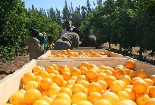 Citrinos: a &Aacute;frica do Sul tornou-se o 1.&ordm; exportador mundial em 2025, &agrave; frente da Espanha