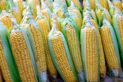 OGM: os produtores americanos querem transformar a AGOA num instrumento de influ&ecirc;ncia em &Aacute;frica