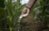 Fertilizantes: o Egito imp&otilde;e uma taxa sobre as suas exporta&ccedil;&otilde;es num mercado mundial sob tens&atilde;o.