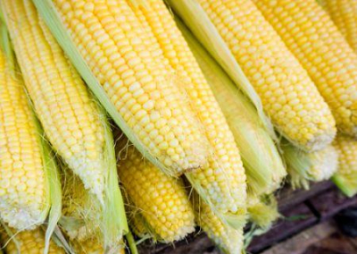 milho-como-a-zambia-quer-entrar-no-top-5-dos-produtores-africanos-ate-2031
