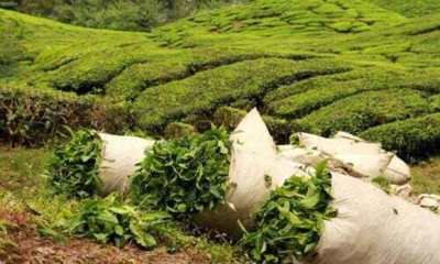 O ch&aacute; queniano, v&iacute;tima colateral da guerra no Ir&atilde;o