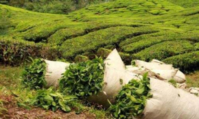 O chá queniano, vítima colateral da guerra no Irão