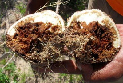 africa-33-das-terras-ameacadas-pela-estria-castanha-da-mandioca-relatorio