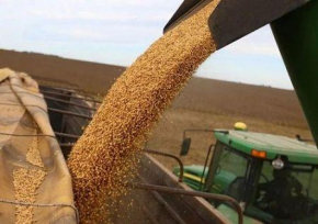 Soja: a China quer reduzir as suas compras em mais de 25% at&eacute; 2035