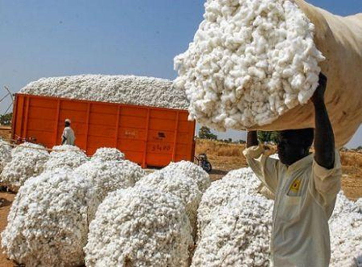 A &Aacute;frica forneceu 41% das importa&ccedil;&otilde;es de algod&atilde;o do Bangladesh em 2024/2025