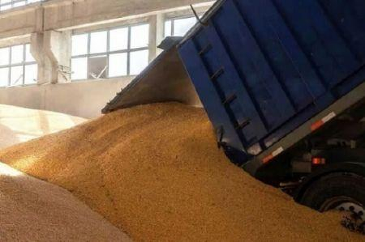 O Canad&aacute; quer consolidar a sua presen&ccedil;a no mercado africano do trigo.