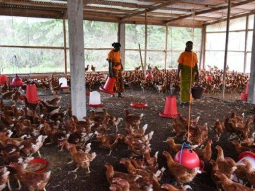 Pecu&aacute;ria: Costa do Marfim aplica agora um IVA de 9% sobre os alimentos para animais