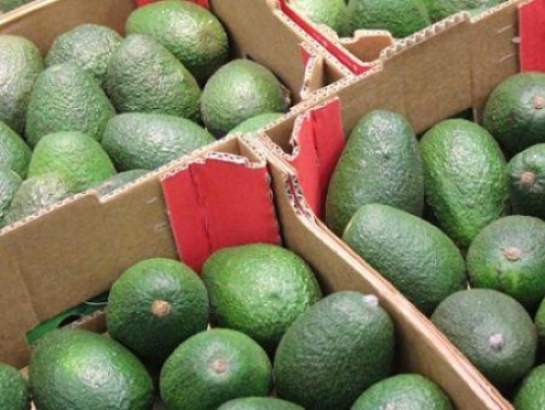 Marrocos, motor do crescimento das exporta&ccedil;&otilde;es africanas de abacate em 2025