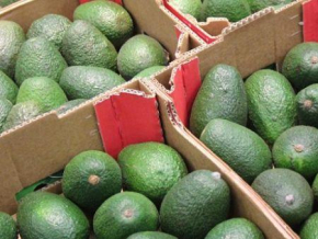 Marrocos, motor do crescimento das exporta&ccedil;&otilde;es africanas de abacate em 2025