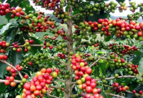 Camar&otilde;es: receitas do caf&eacute; triplicam para 6,4 milh&otilde;es de d&oacute;lares em 2024-2025