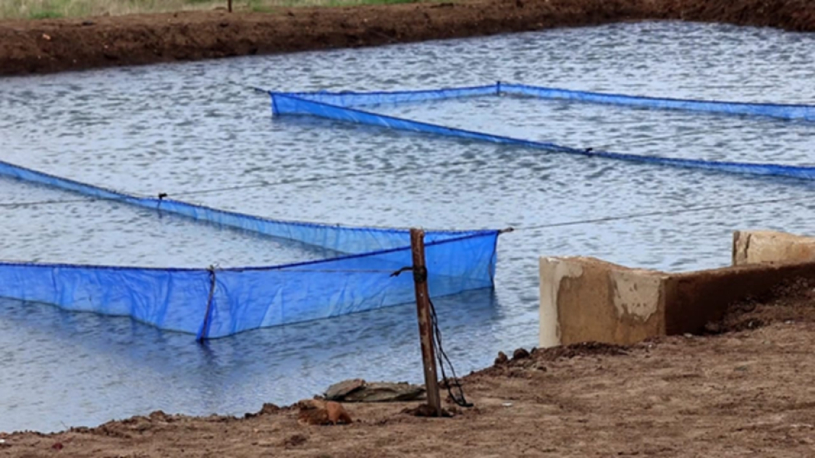 Aquicultura: Zimbabwe fortalece a base de produ&ccedil;&atilde;o com novo incubat&oacute;rio