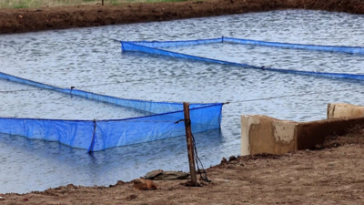 aquicultura-zimbabwe-fortalece-a-base-de-producao-com-novo-incubatorio