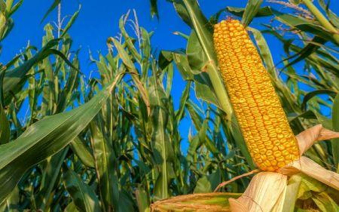 Burquina Faso: 216 milh&otilde;es de d&oacute;lares do Banco Mundial para o desenvolvimento agr&iacute;cola