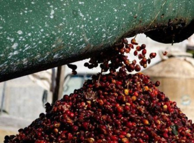 cafe-as-exportacoes-africanas-ultrapassam-a-marca-de-um-milhao-de-toneladas-em-2024-2025-um-recorde