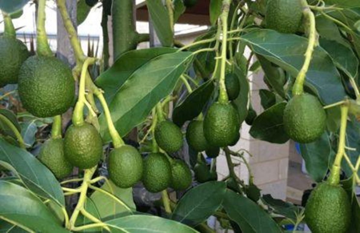 Abacate: &Aacute;frica do Sul antecipa recupera&ccedil;&atilde;o das exporta&ccedil;&otilde;es em 2026, mas enfrenta desafios log&iacute;sticos