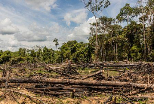 desflorestacao-apos-um-ano-negro-em-2024-as-florestas-tropicais-primarias-conheceram-uma-tregua-em-2025