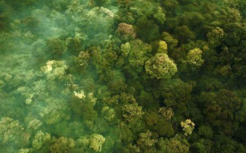 Os pa&iacute;ses da bacia do Congo se organizam para aproveitar melhor os mercados de carbono