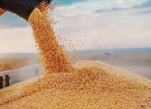 A &Iacute;ndia retomar&aacute; suas exporta&ccedil;&otilde;es de trigo em 2026, ap&oacute;s mais de 3 anos de aus&ecirc;ncia