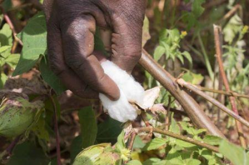 Costa do Marfim: &agrave; sombra do Benim e do Mali, o setor do algod&atilde;o procura um novo impulso