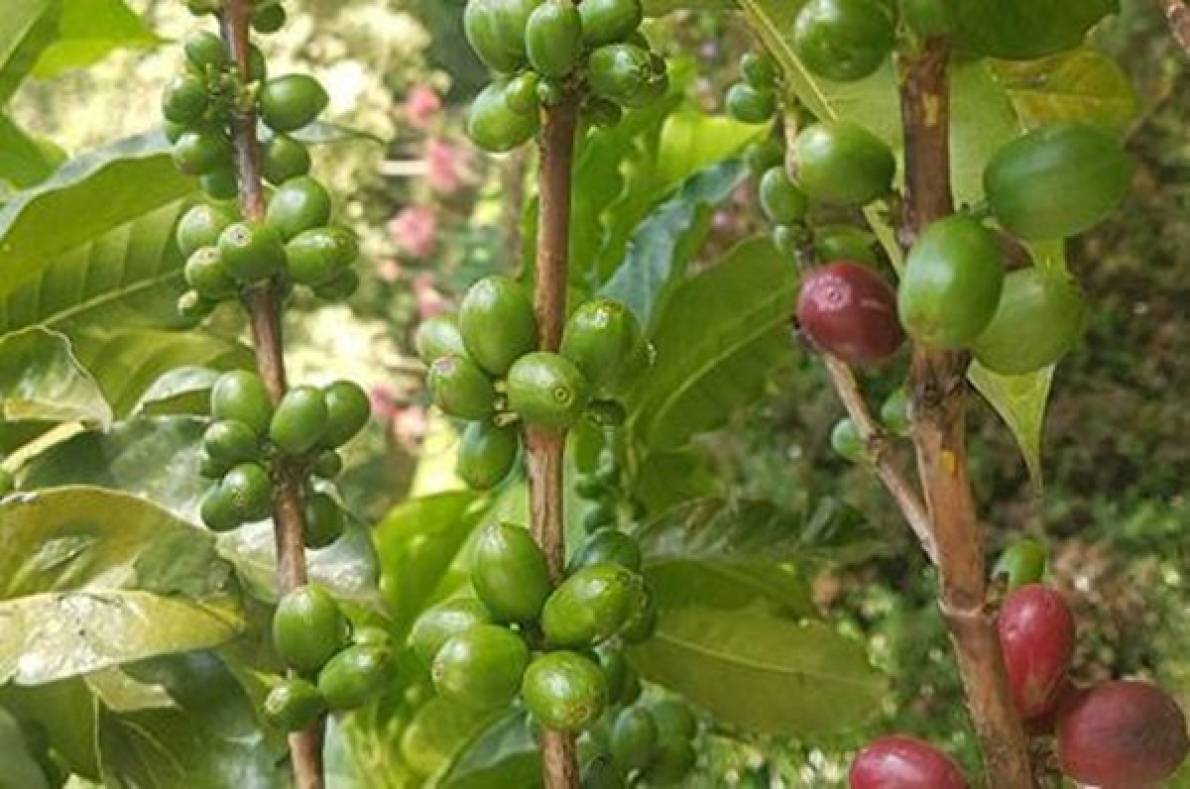 Ruanda: aumento de 6% nas receitas de exporta&ccedil;&atilde;o agr&iacute;cola em 2024/2025