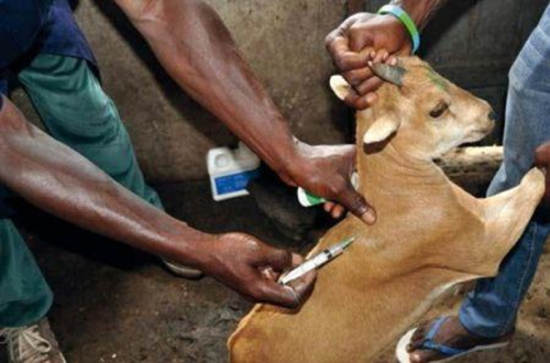 A sa&uacute;de animal, um novo vetor da influ&ecirc;ncia russa na agricultura em &Aacute;frica