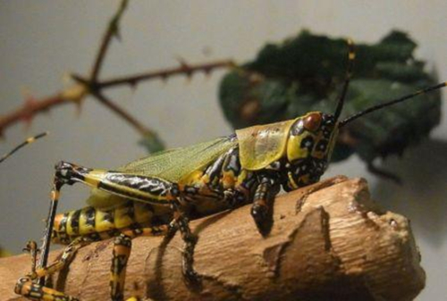 Seguran&ccedil;a alimentar: Madagascar intensifica a resposta contra os gafanhotos