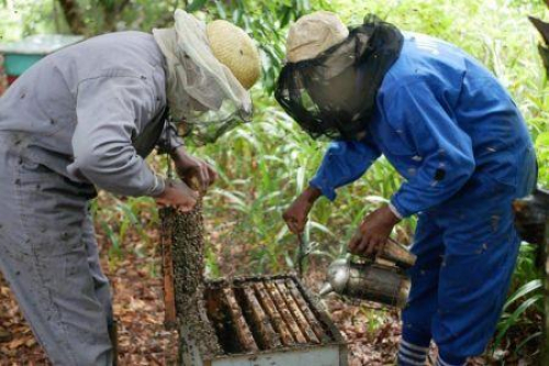 Mo&ccedil;ambique prepara um plano de investimento de 10 milh&otilde;es de d&oacute;lares na apicultura.