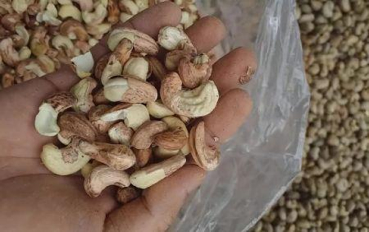 Caju: o crescimento das am&ecirc;ndoas n&atilde;o descascadas amea&ccedil;a a ind&uacute;stria da &Aacute;frica Ocidental, alerta um especialista