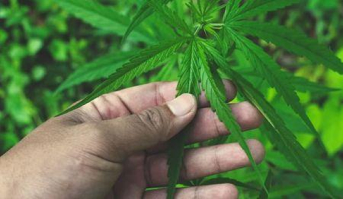 O Gana avan&ccedil;a na regulamenta&ccedil;&atilde;o da ind&uacute;stria da cannabis