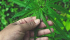 O Gana avan&ccedil;a na regulamenta&ccedil;&atilde;o da ind&uacute;stria da cannabis