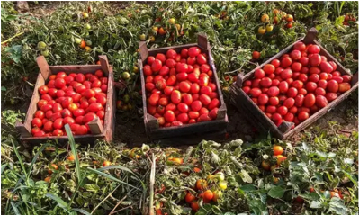 Tomate: o Gana aposta na investiga&ccedil;&atilde;o para reduzir a sua depend&ecirc;ncia das importa&ccedil;&otilde;es