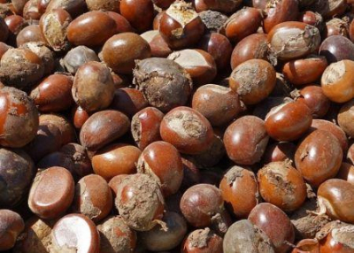 na-nigeria-a-proibicao-da-exportacao-de-nozes-de-karite-cruas-e-prorrogada-ate-fevereiro-de-2027