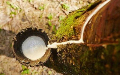 Gab&atilde;o vai liberar 6,9 milh&otilde;es de d&oacute;lares para finalizar a aquisi&ccedil;&atilde;o do Agro Business Group