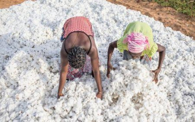 Burquina Faso: a colheita de algod&atilde;o est&aacute; prevista para subir 15% em 2025/2026