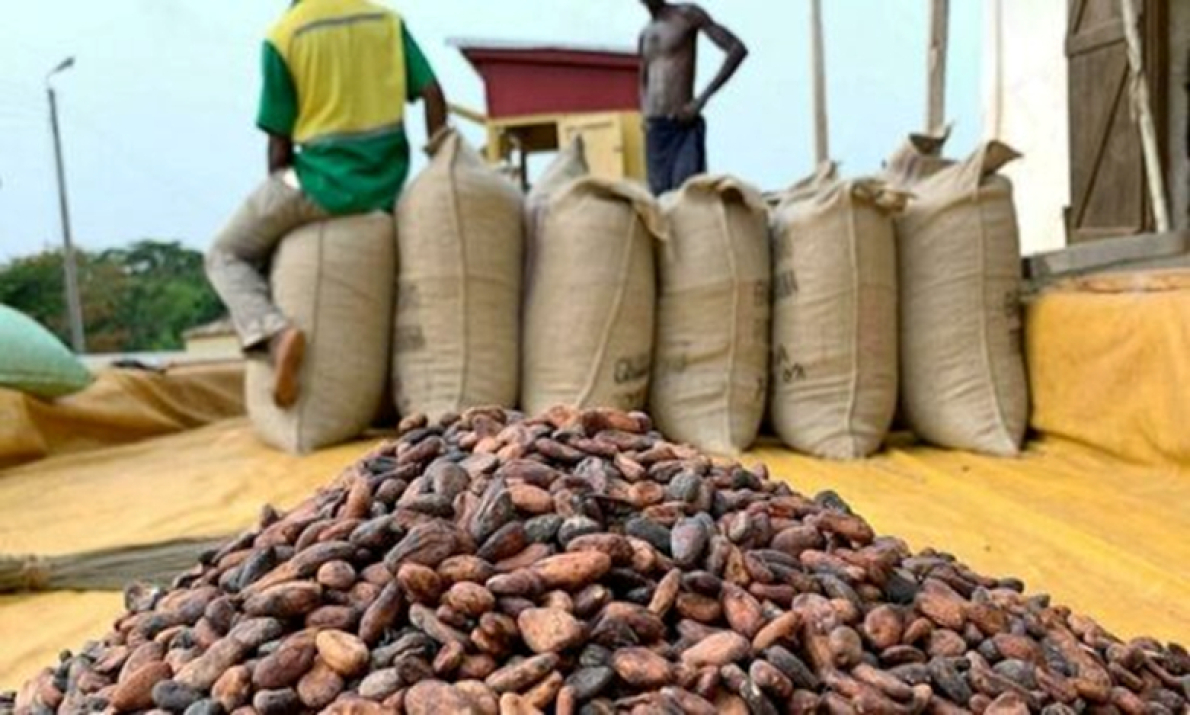 Gana: pre&ccedil;o de compra do cacau reduzido em 28 % para o restante da temporada 2025/2026
